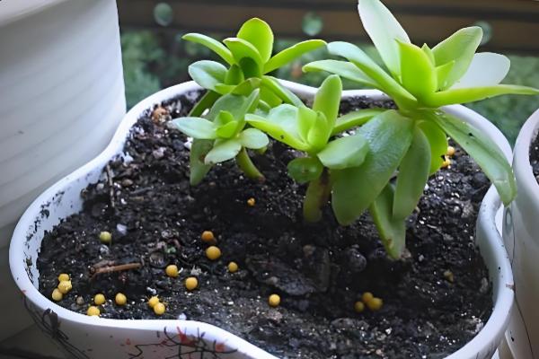 多肉零上3度可以放室外吗，不可以放室外