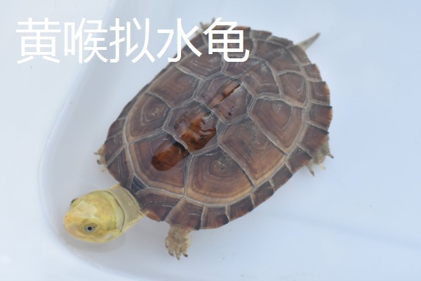 乌龟有什么生活习性,降温到一定程度会冬眠