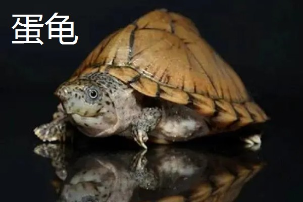 乌龟有什么生活习性,降温到一定程度会冬眠