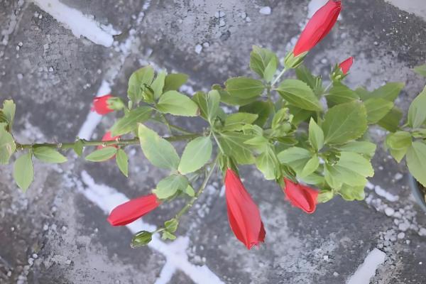 怎么修剪纹瓣悬铃花,修剪后要喷洒水雾