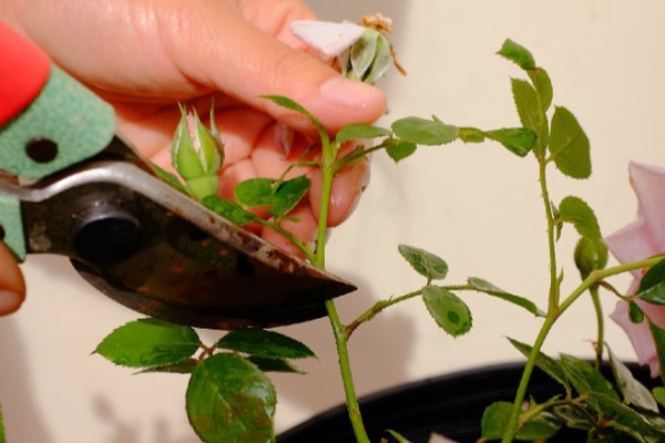 月季花的修剪方式,开花后要剪除开败的残花