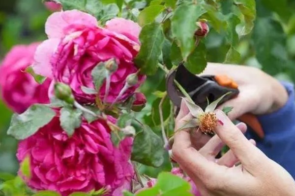 月季花的修剪方式,开花后要剪除开败的残花
