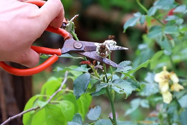 月季花的修剪方式,开花后要剪除开败的残花