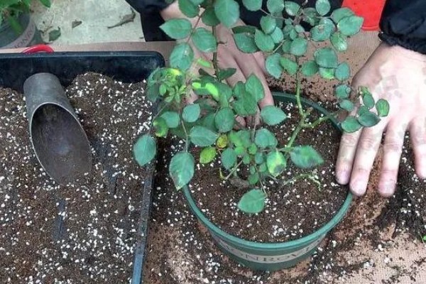 月季花的修剪方式,开花后要剪除开败的残花