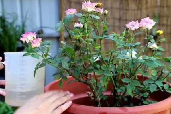 月季花的修剪方式,开花后要剪除开败的残花