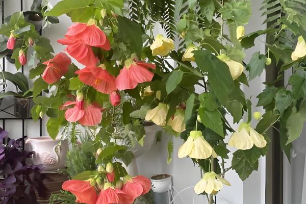 怎么修剪纹瓣悬铃花,修剪后要喷洒水雾