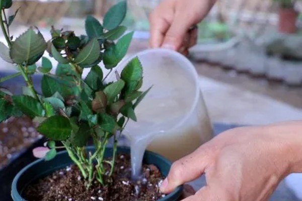 月季花的修剪方式,开花后要剪除开败的残花