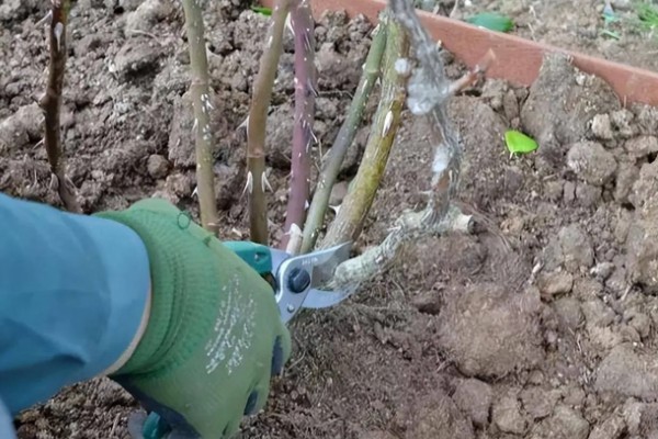 月季花的修剪方式,开花后要剪除开败的残花