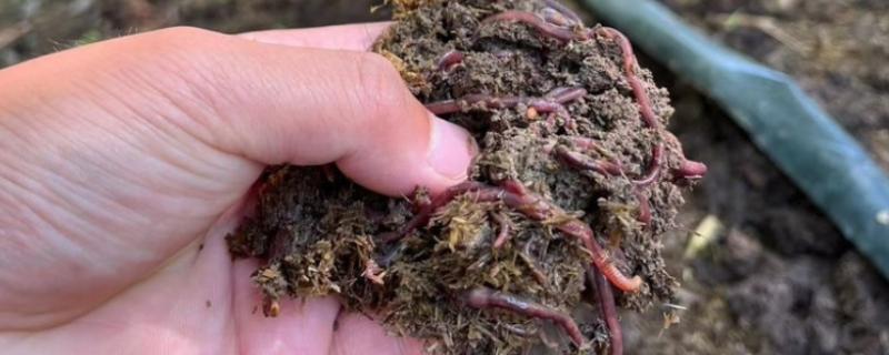 养蚯蚓需要哪些条件,适宜温度为20-27℃