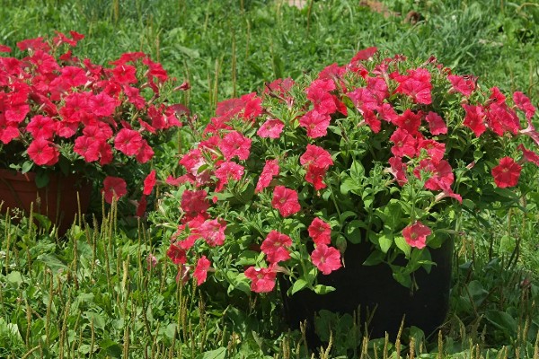 碧冬茄有没有毒，属于无毒植物可以养在家中