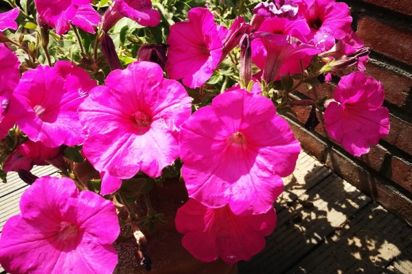 碧冬茄有没有毒，属于无毒植物可以养在家中