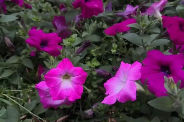 碧冬茄有没有毒，属于无毒植物可以养在家中