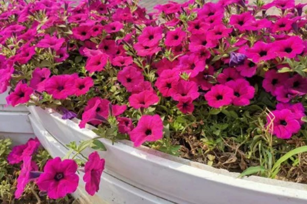 碧冬茄有没有毒，属于无毒植物可以养在家中