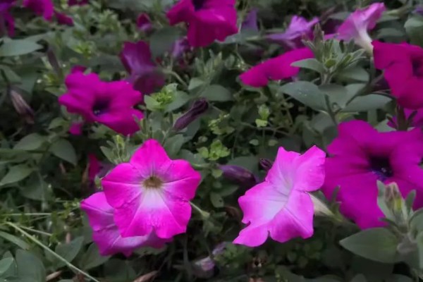 碧冬茄有没有毒，属于无毒植物可以养在家中