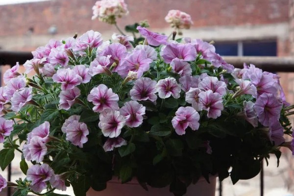 碧冬茄有没有毒，属于无毒植物可以养在家中