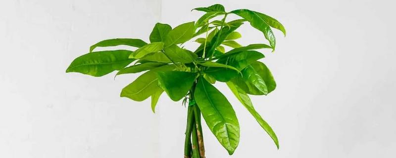 阿司匹林能浇发财树吗，可以浇发财树