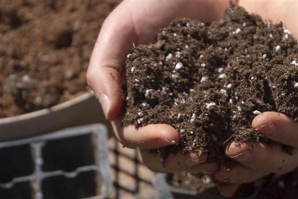 鸿运当头的养殖方法，pH值在5-5.5之间最为适宜
