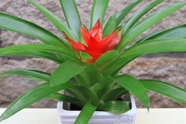 鸿运当头的养殖方法，pH值在5-5.5之间最为适宜