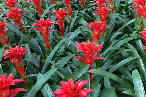 鸿运当头的养殖方法，pH值在5-5.5之间最为适宜