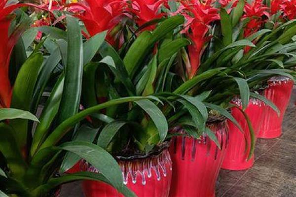 鸿运当头的养殖方法，pH值在5-5.5之间最为适宜