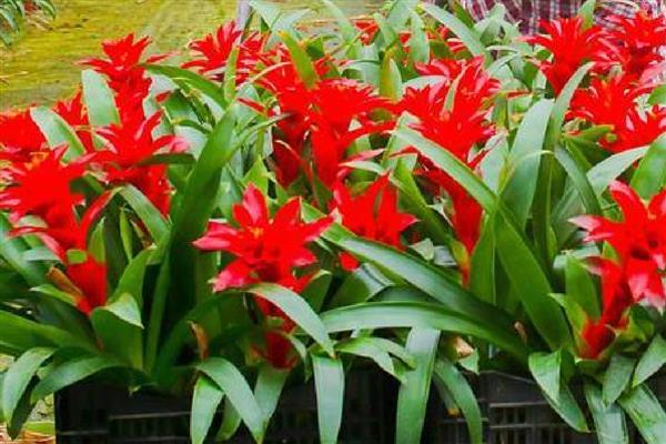 鸿运当头的养殖方法，pH值在5-5.5之间最为适宜