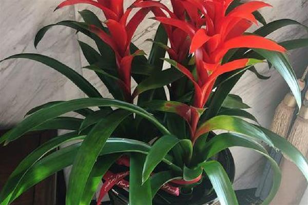 鸿运当头的养殖方法，pH值在5-5.5之间最为适宜