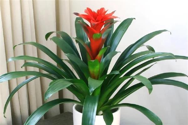 鸿运当头的养殖方法，pH值在5-5.5之间最为适宜