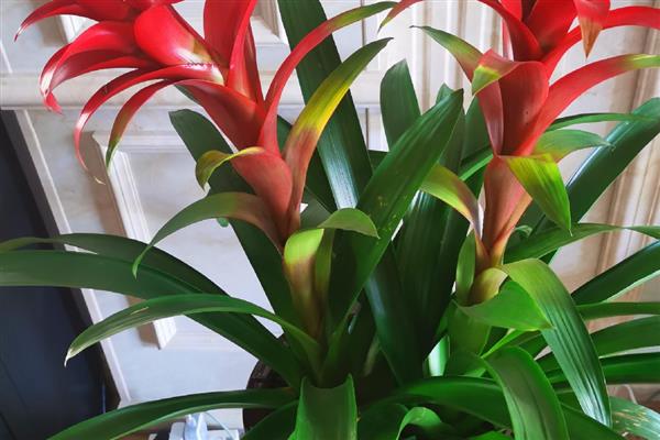 鸿运当头的养殖方法，pH值在5-5.5之间最为适宜