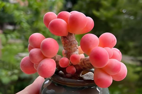 桃蛋变绿后养红的方式，可增加光照