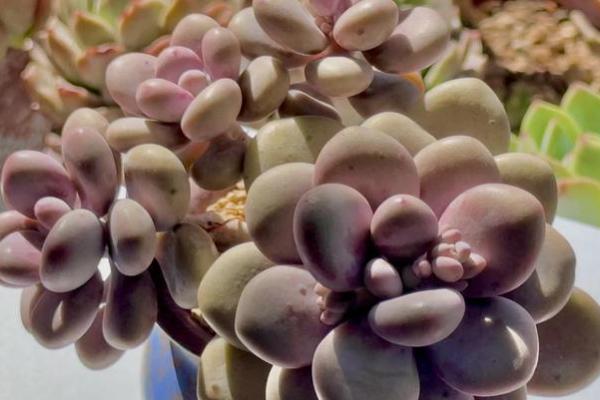 桃蛋变绿后养红的方式，可增加光照