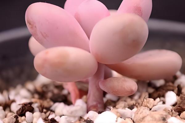 桃蛋变绿后养红的方式，可增加光照