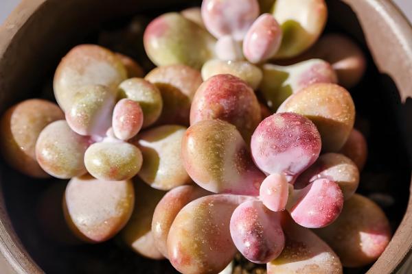 桃蛋变绿后养红的方式，可增加光照