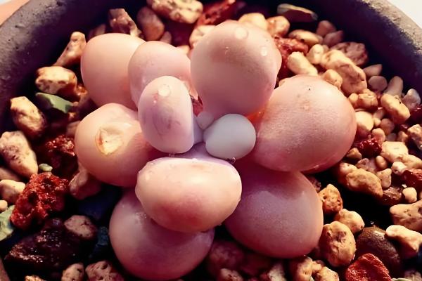 桃蛋变绿后养红的方式，可增加光照