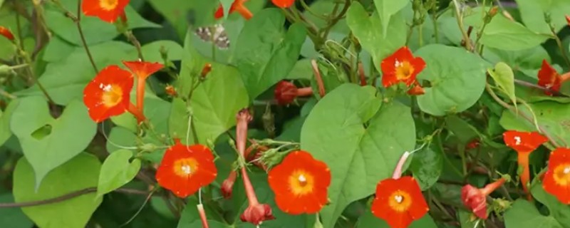茑萝的养殖方法，生长期每月追施一次有机液肥
