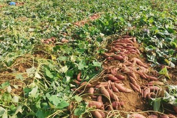 块根和块茎有什么区别，块根呈块状或纺锤状、块茎呈不规则的块状