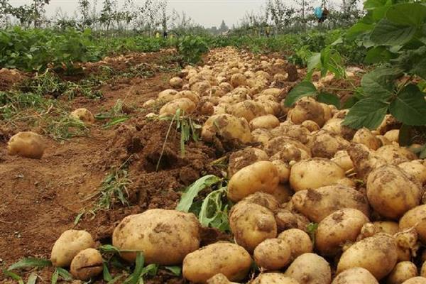 块根和块茎有什么区别，块根呈块状或纺锤状、块茎呈不规则的块状