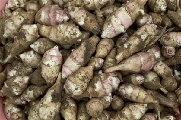 块根和块茎有什么区别，块根呈块状或纺锤状、块茎呈不规则的块状