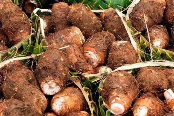 块根和块茎有什么区别，块根呈块状或纺锤状、块茎呈不规则的块状