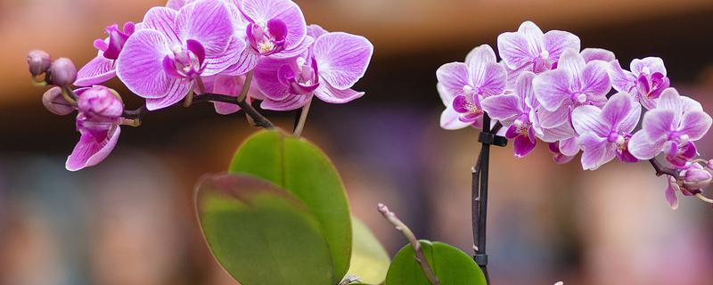 蝴蝶兰盆栽养殖方法,春夏期间每隔7-10天追肥一次