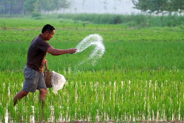 使用肥料过多久会见效，使用碳铵当天就会生效