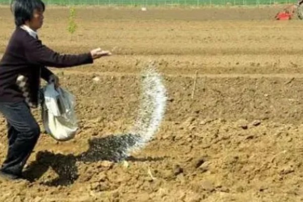 使用肥料过多久会见效，使用碳铵当天就会生效