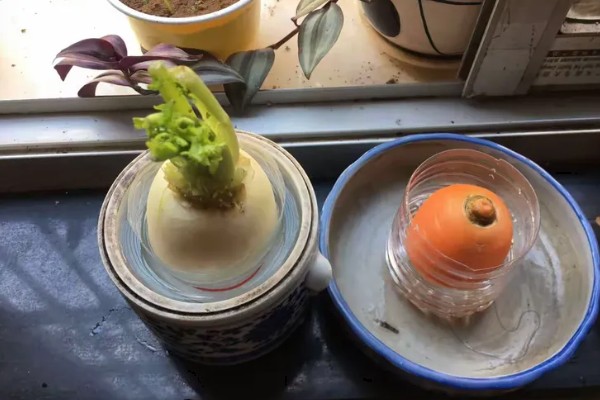 萝卜发芽了如何水培,通常4-7天可换1次水