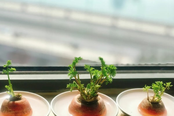 萝卜发芽了如何水培,通常4-7天可换1次水