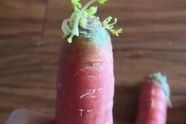 萝卜发芽了如何水培,通常4-7天可换1次水