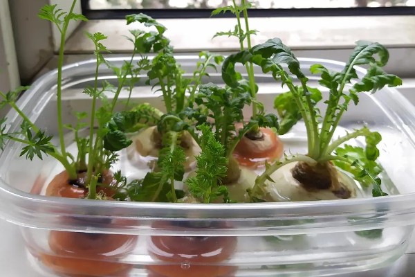 萝卜发芽了如何水培,通常4-7天可换1次水