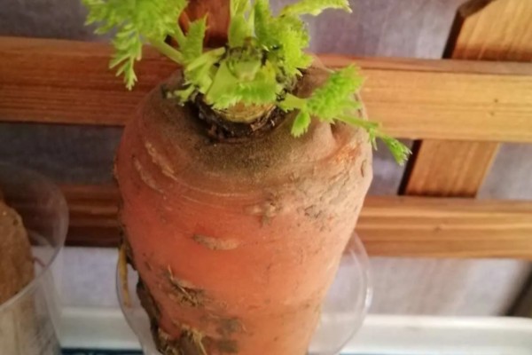 萝卜发芽了如何水培,通常4-7天可换1次水