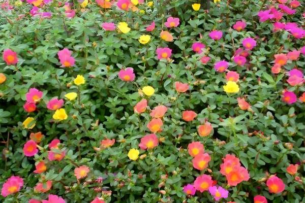 大花马齿苋与太阳花有什么区别，花朵、习性、形态等方面不同