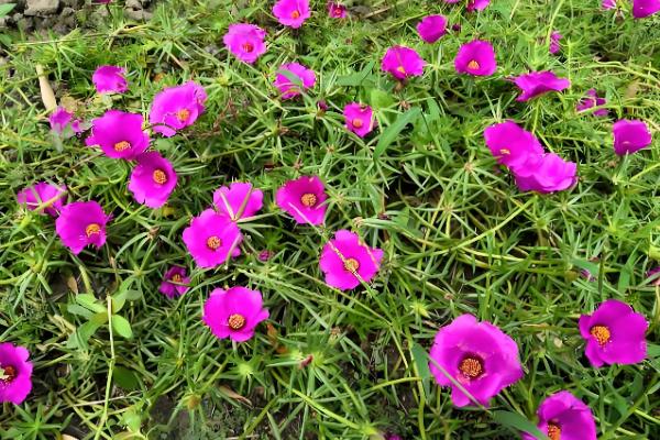 大花马齿苋与太阳花有什么区别，花朵、习性、形态等方面不同