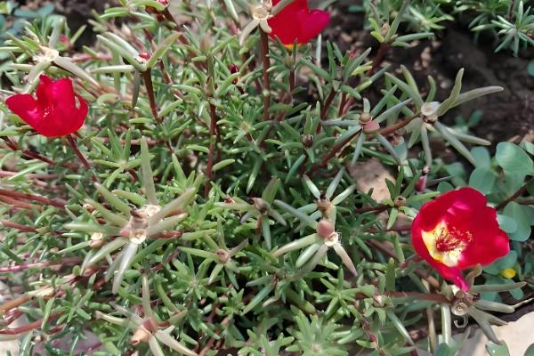 大花马齿苋与太阳花有什么区别，花朵、习性、形态等方面不同