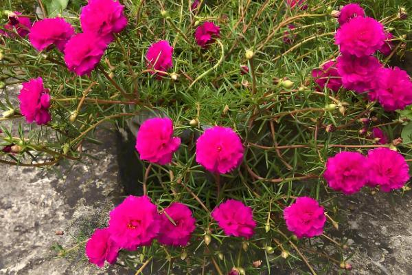 大花马齿苋与太阳花有什么区别，花朵、习性、形态等方面不同